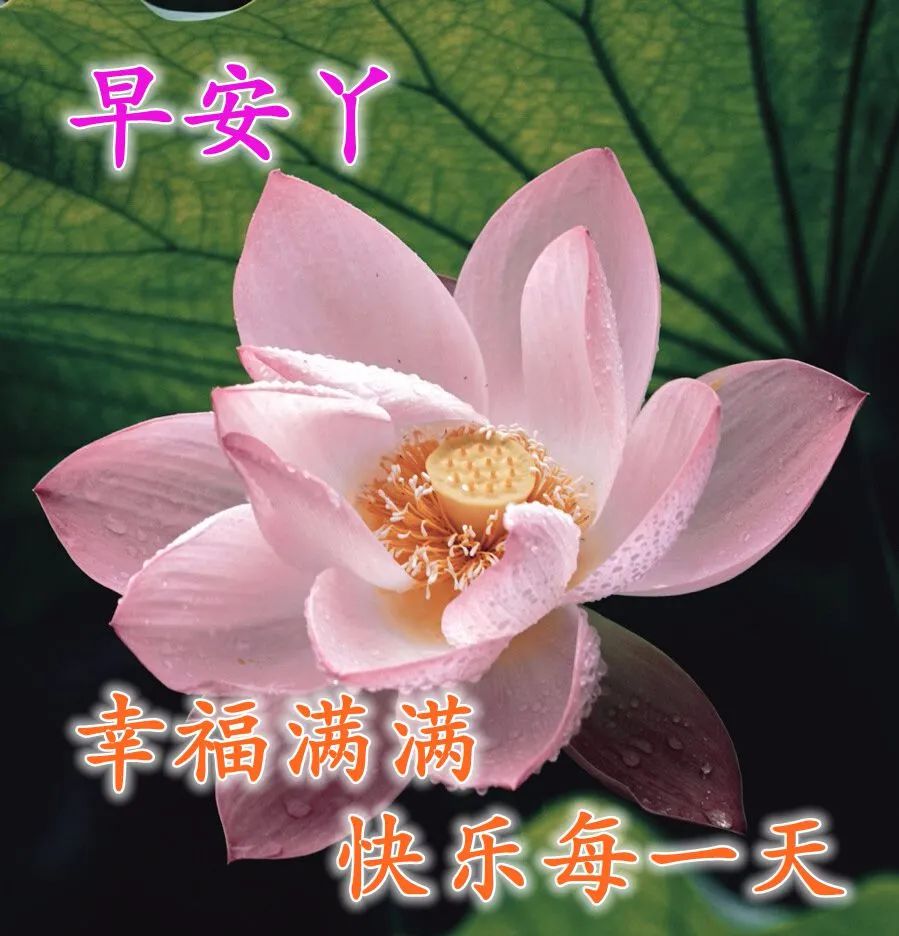 早上好表情包动图更新，天天开心，平安顺心，一笑解千愁图片