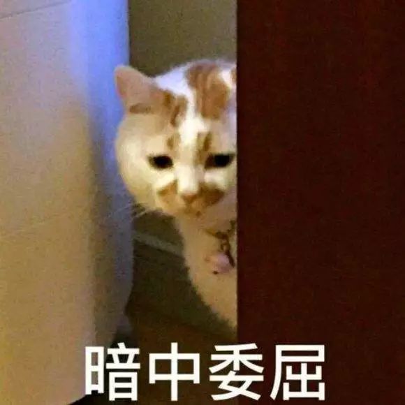 讲真的，为什么十二生肖里没有猫？