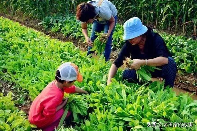 什麼種菜農場能賺錢共享農莊是如何盈利的