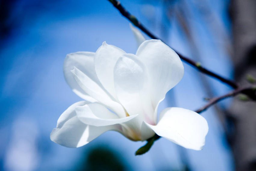 描写白玉兰树的优美句子