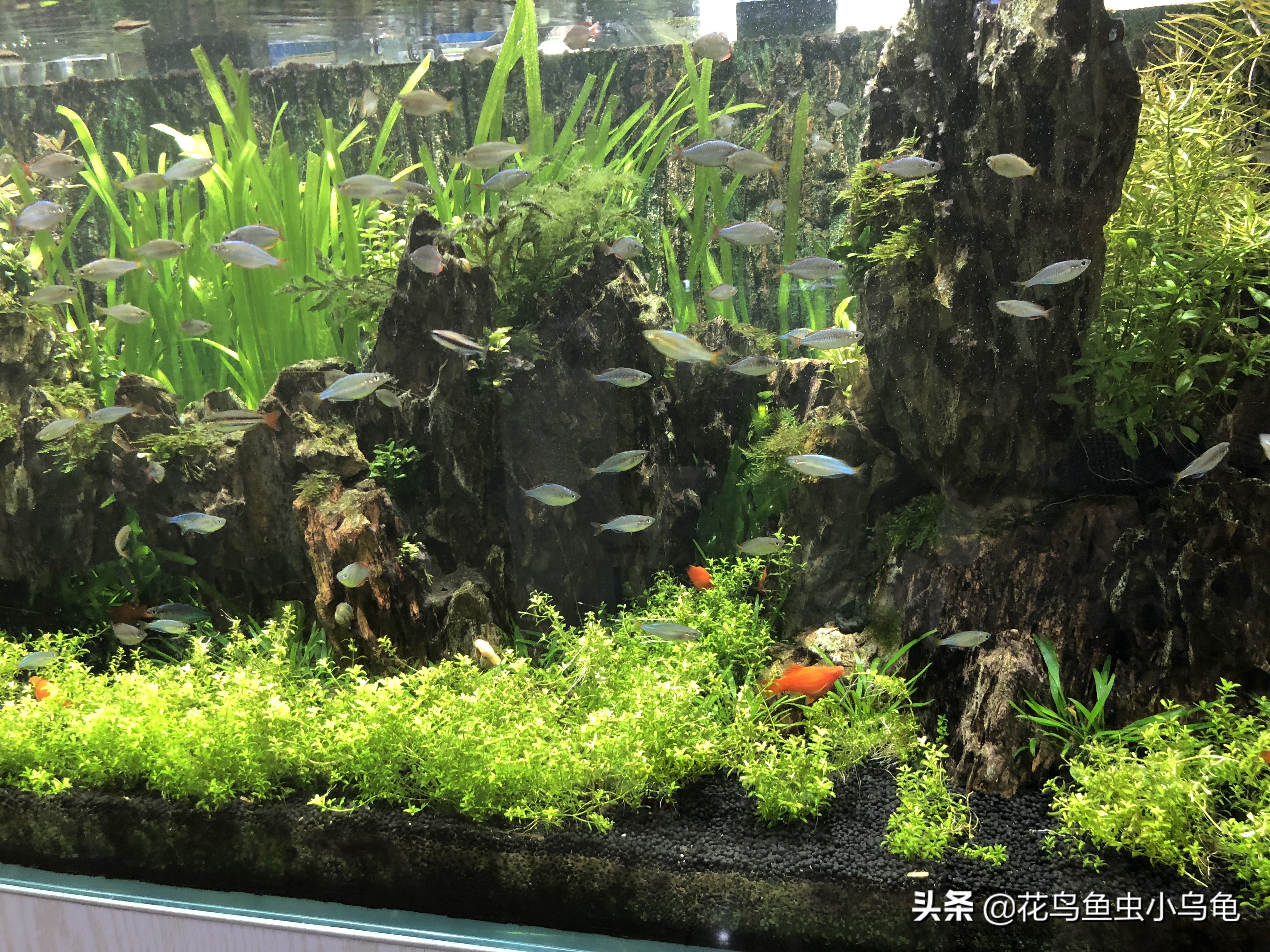 养鱼的更高境界就是做到水草和鱼融为一体