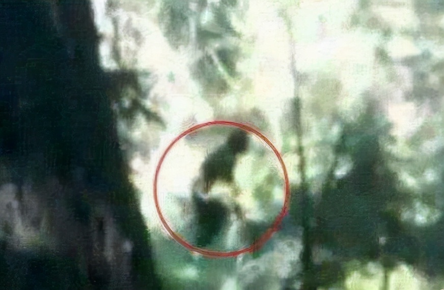 史前世界谁才是陆地霸主？公交车大的鳄鱼？吊打剑齿虎的走地鸡？