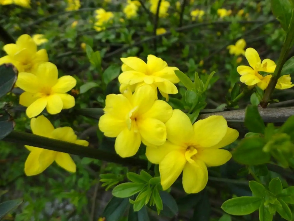 开黄花的植物名称大全（这6种小黄花谁才是真正的迎春）