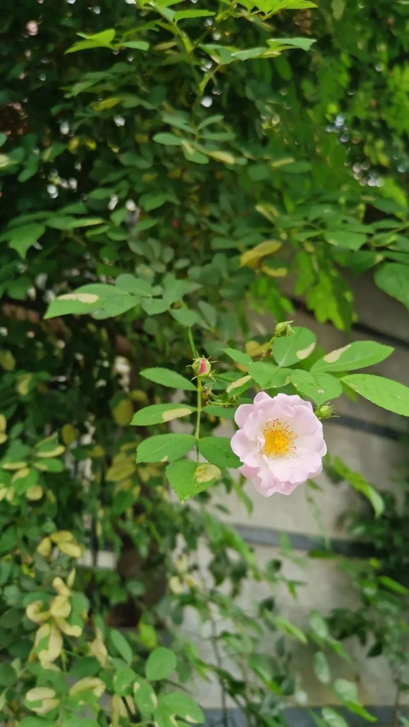 成都高新区朝阳小学开展“节气深耕·清明节气”主题活动