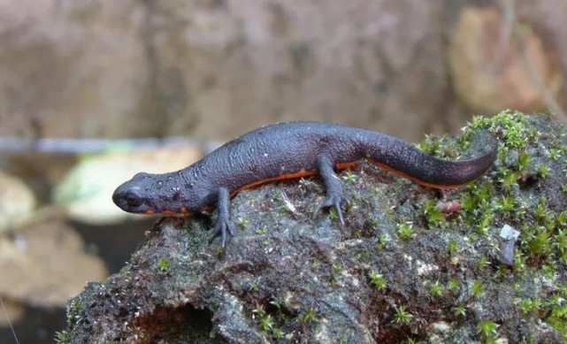 已经灭绝的古代两栖动物鱼石螈以及和它同类的现代近亲生物