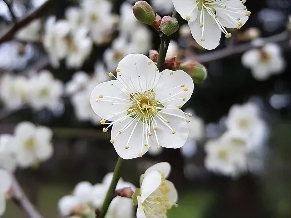 梨花有什么特点（春天出游必备识花宝典大全）