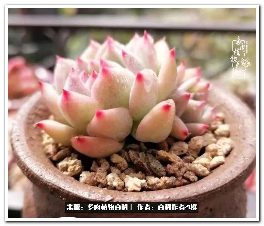 实用工具文 景天科常见多肉图鉴不完全版a系列 肉肉植物图片 佳辰