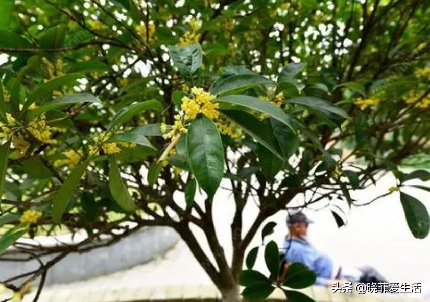 七种“黄金树”，子孙世代富，护宅守家，越养越“旺家”