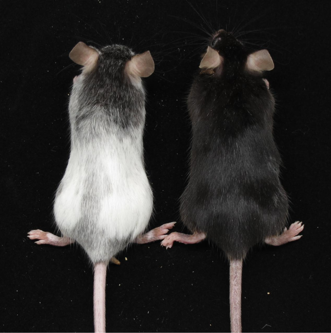 白癜风原创突破背后：一部历时六年的“失败简史”