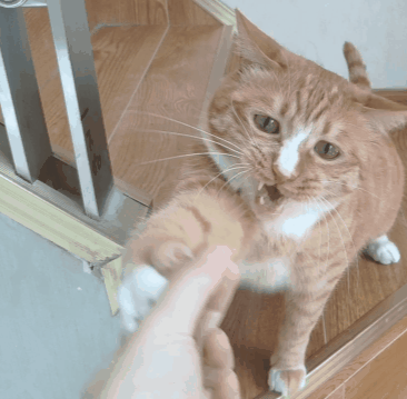 公认最“忠诚”的2种猫VS“白眼狼”的2种猫，你养对了吗？
