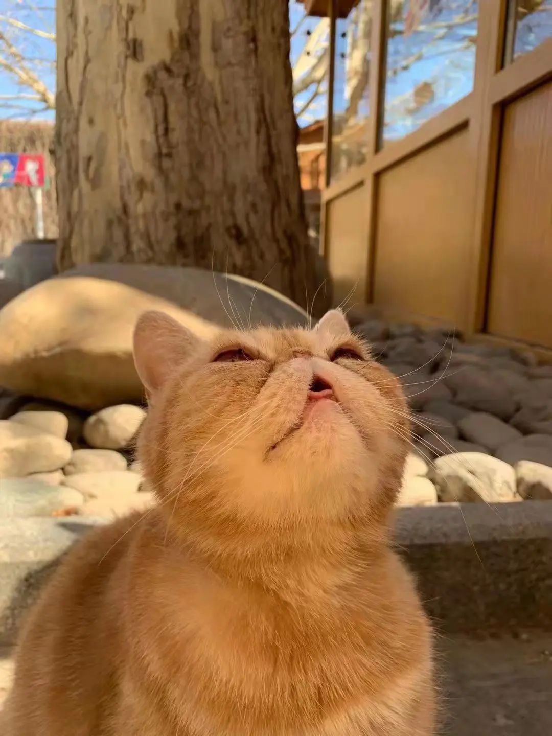 我可是拥有“三岁画老”天赋的小猫咪