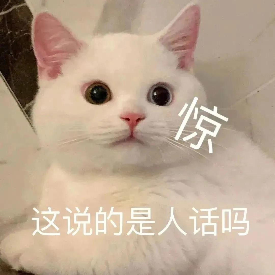 表情包｜猫猫祟祟