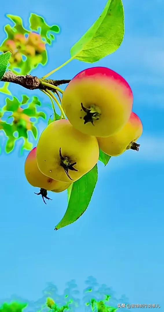 硕果累累,瓜果飘香,丰收的喜悦