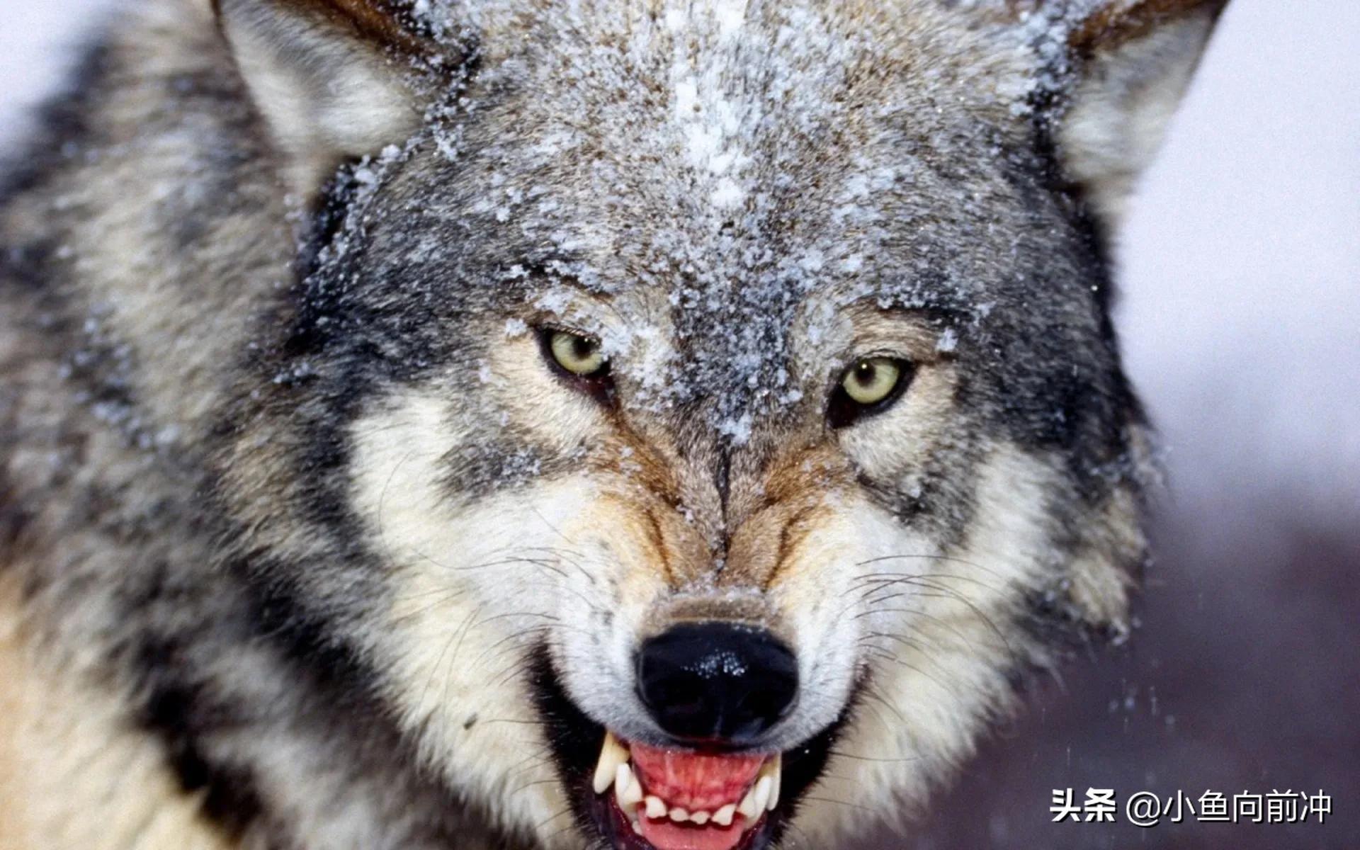 我是北方的狼族,直到遇到了南方的冰雪