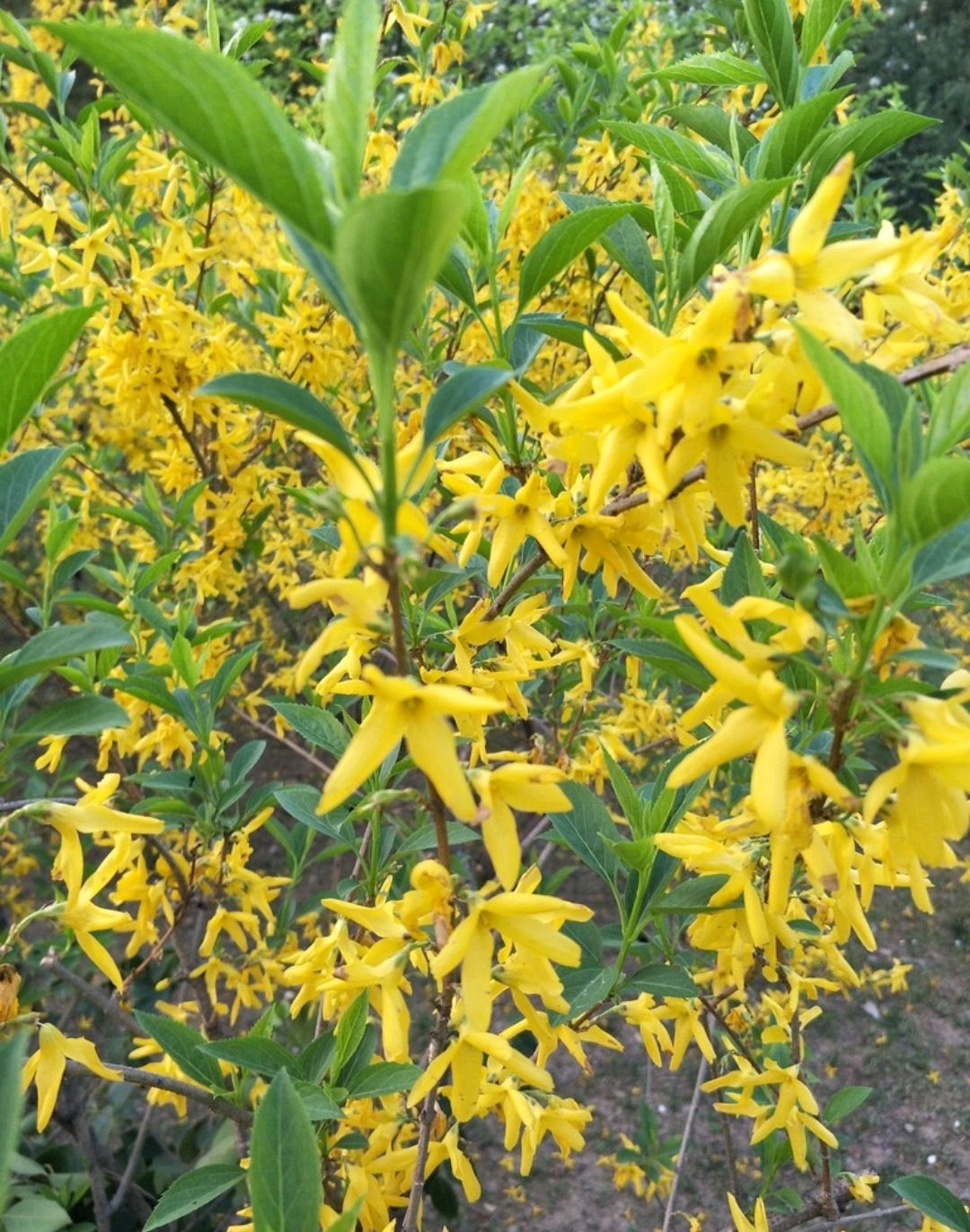 植物花卉品种大全图片（科普100个花卉图鉴）