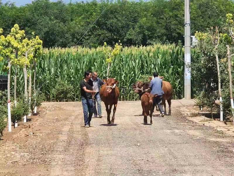 泾川飞云村千头肉牛养殖小区迎来首批红牛