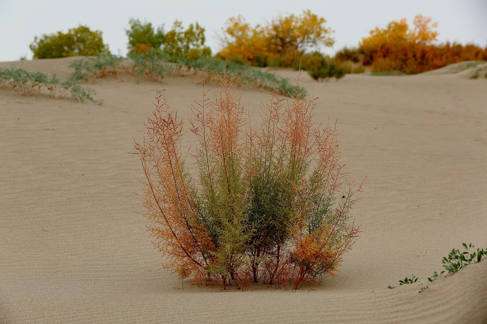 2016年我国治沙技术吸引多国合作,沙漠能够变成土壤,原理是什么