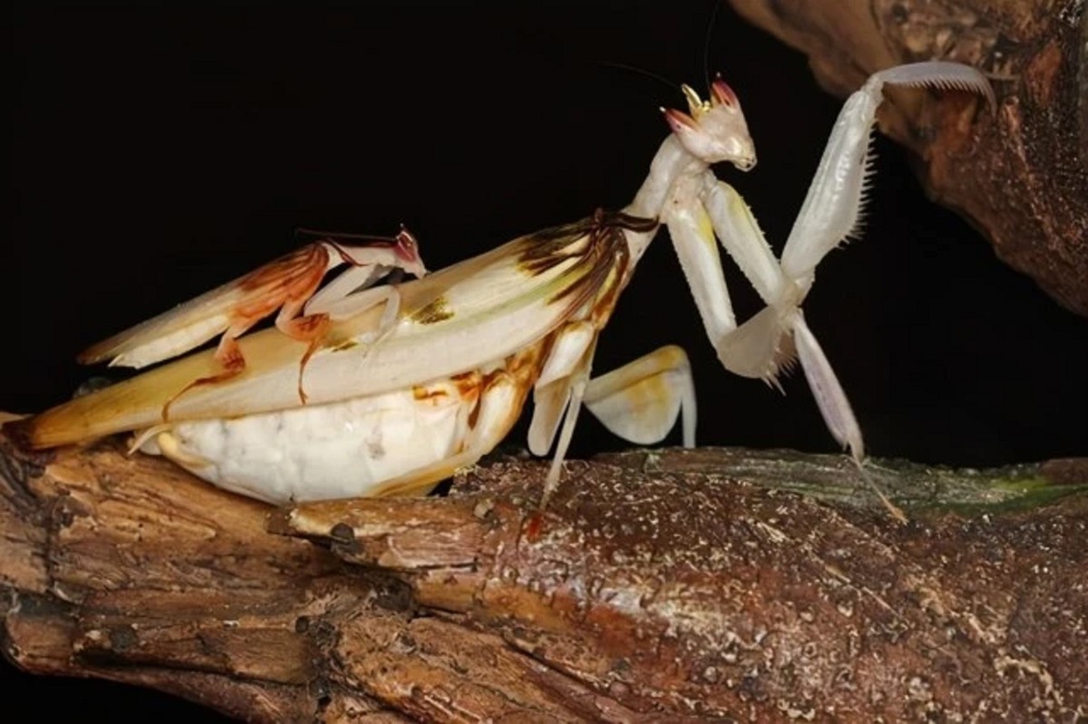 母螳螂吃自己的丈夫，真的是因为饿？为何雄性螳螂不反抗也不逃走