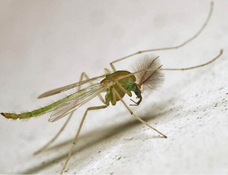 地龙多少钱一斤(水蚯蚓)