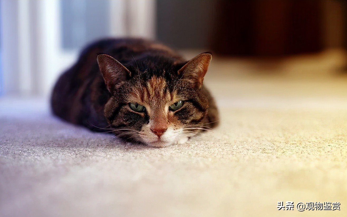 猫生产前的表现，猫多大可以生小猫猫，猫生产前的征兆有哪些