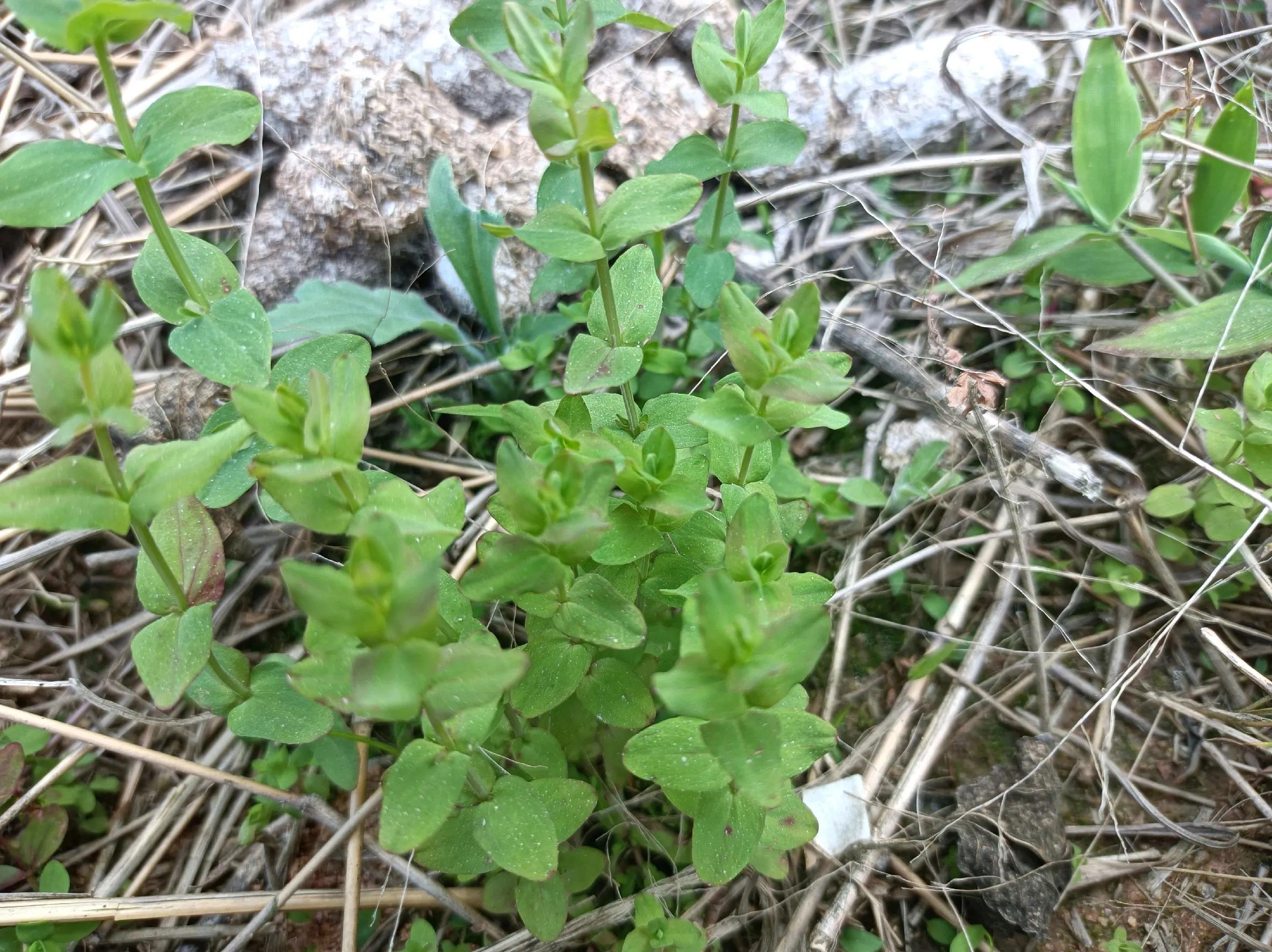 益母草,艾草,雞骨草,地膽草,鵝不食草,積雪草,夏枯草,魚腥草,仙鶴草