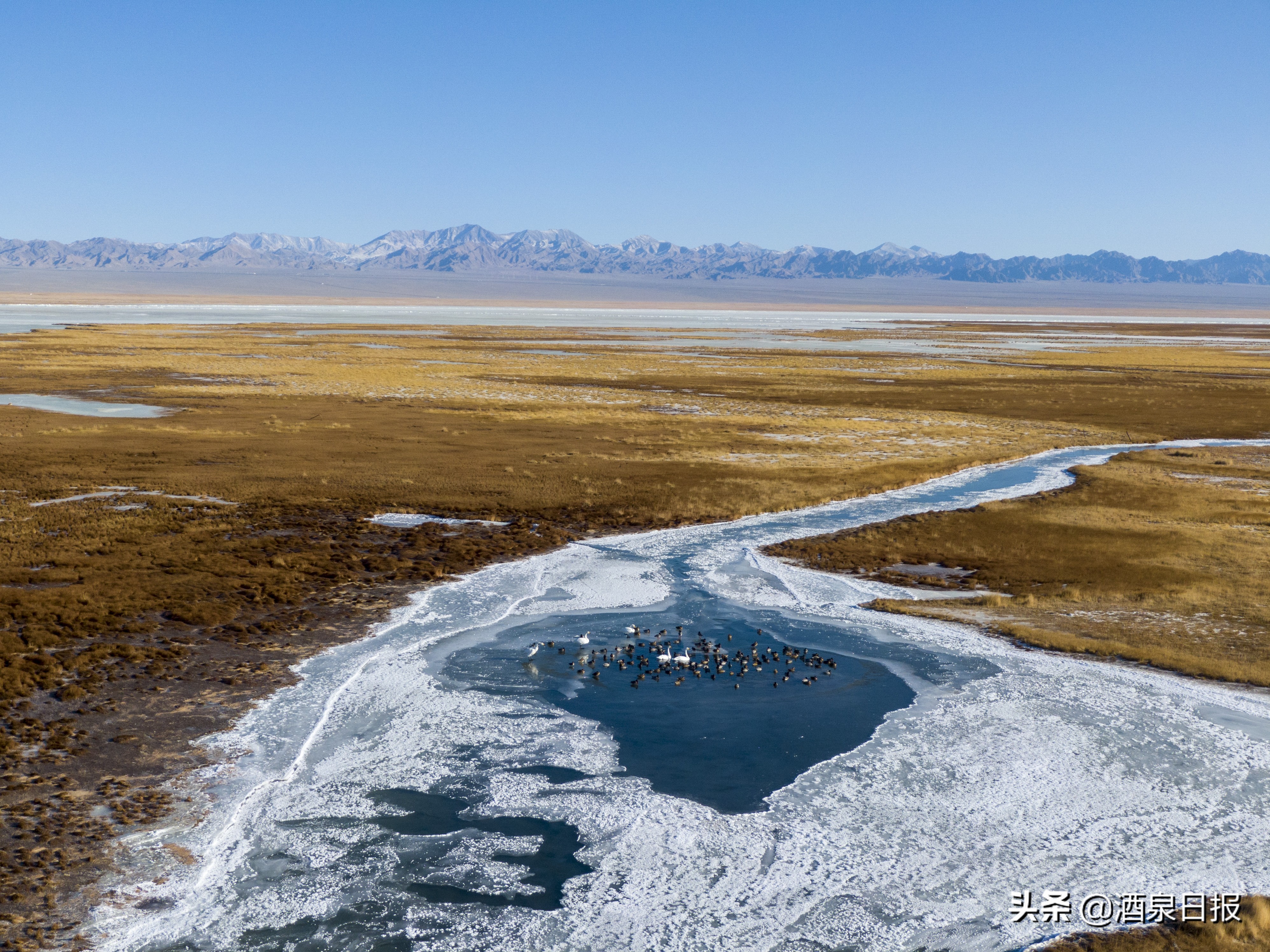 阿克塞冰封草原骏马驰骋鸟翔集_中国酒泉网
