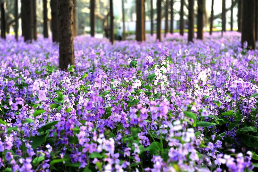 植物花卉品种大全图片（科普100个花卉图鉴）