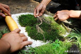 上世纪发现160年老山参，重达九两二钱，专家：价值两百万