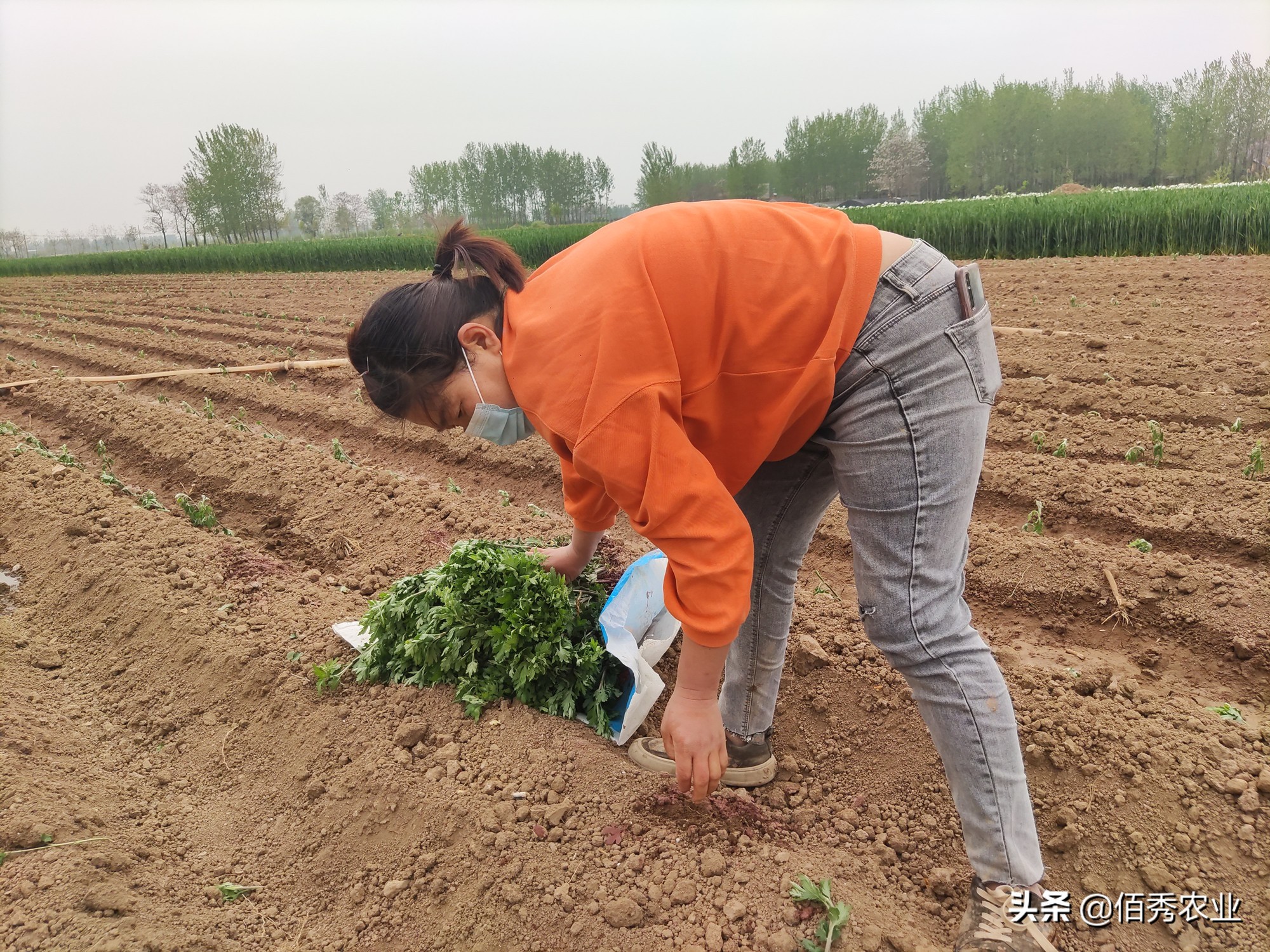 专家提出：农民不种地是好事，有利于农业现代化，你怎么看？
