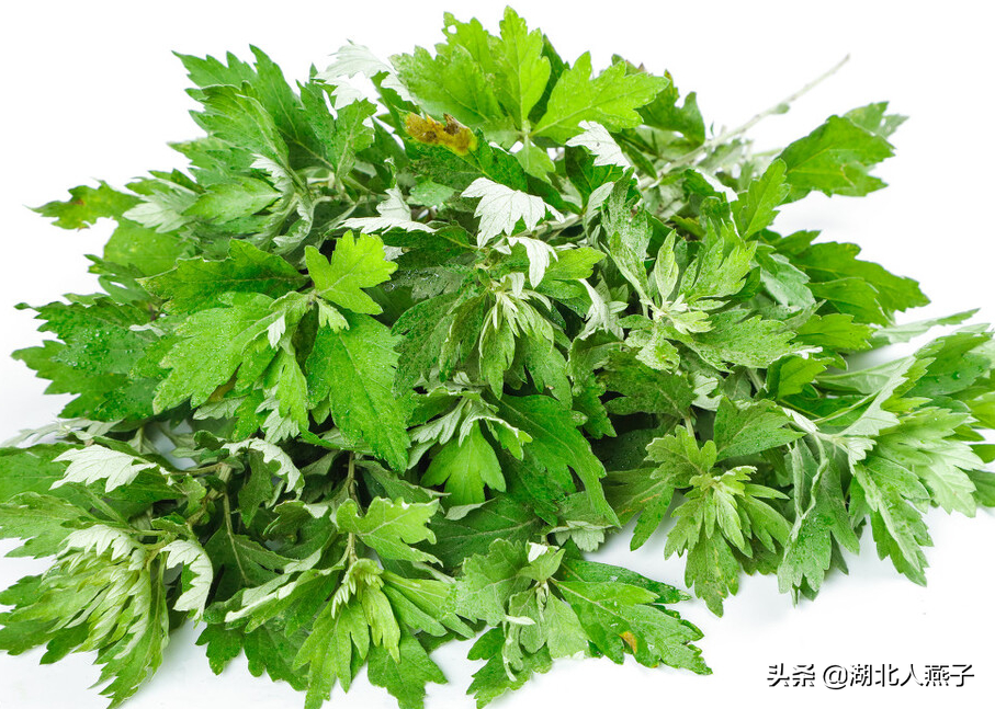 50种野菜大图片，教你认识不同的野菜和吃法，你想要的野菜这里有