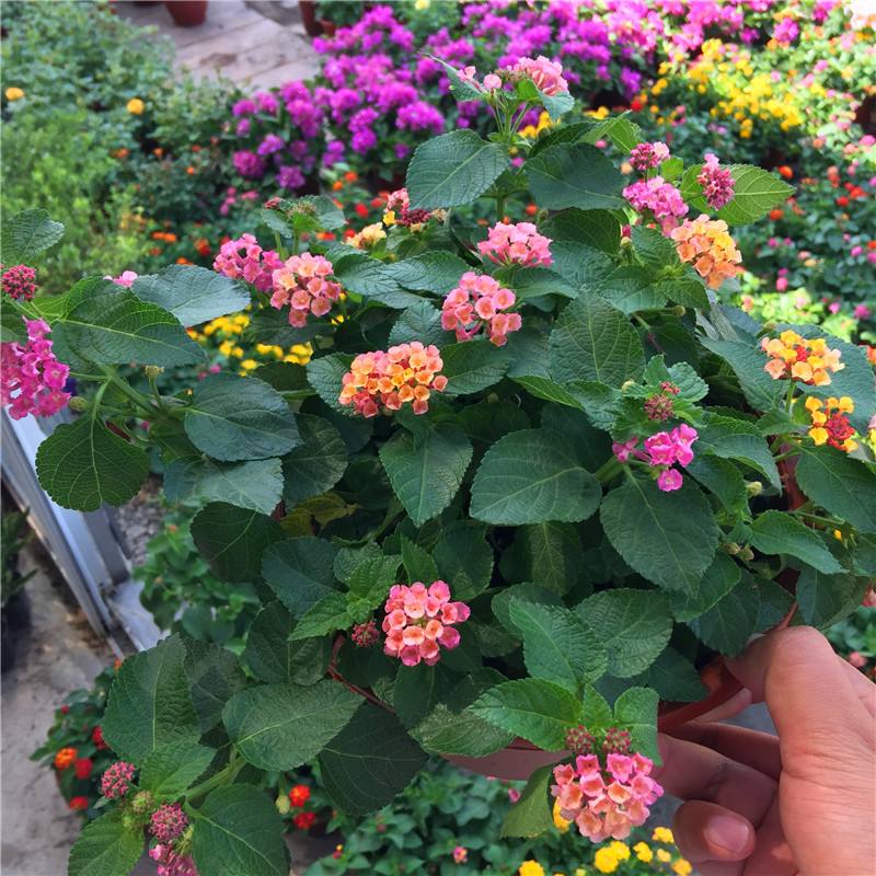 臭花草图片(7种) - 赤虎壹号