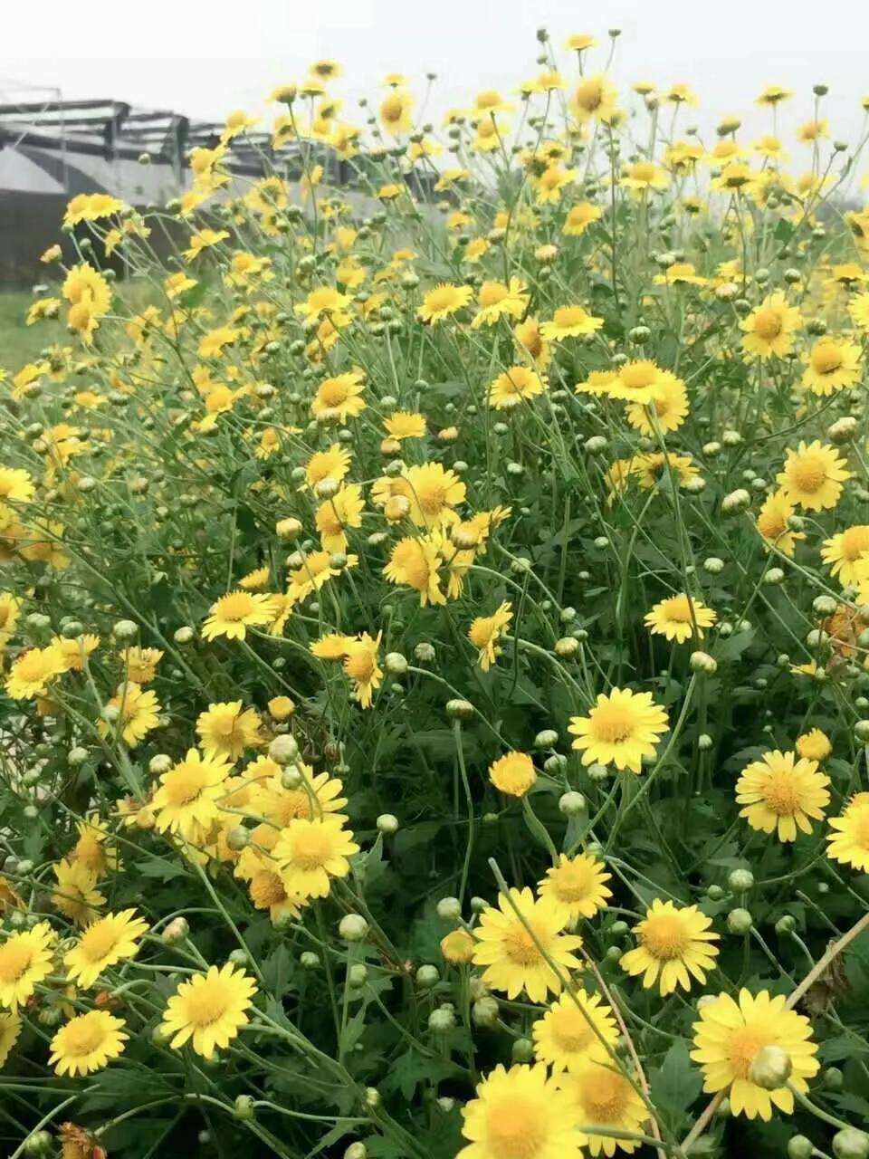 分享图片，美丽顽强的野菊花