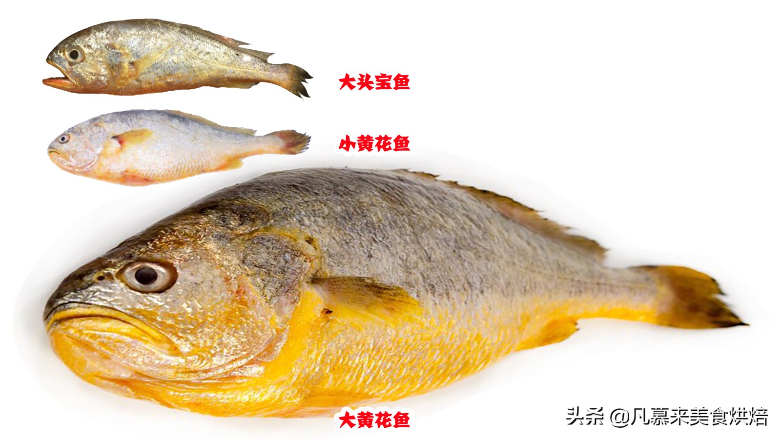 大黄鱼是不是黄花鱼（黄花鱼不同品类区别对比）