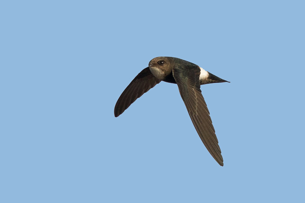 一生边飞边睡,吃饭睡觉都在空中,落地等于等死,雨燕如何繁殖?