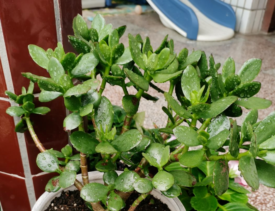 客厅最旺宅的大型植物(客厅种棵树，子孙一直富，5种树种家里，旺宅旺财)