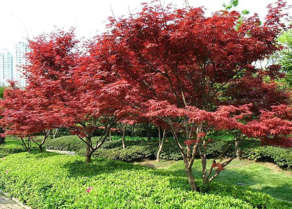 实用分享丨30款大型开花树种介绍，白似雪、黄似阳、红似霞，美翻
