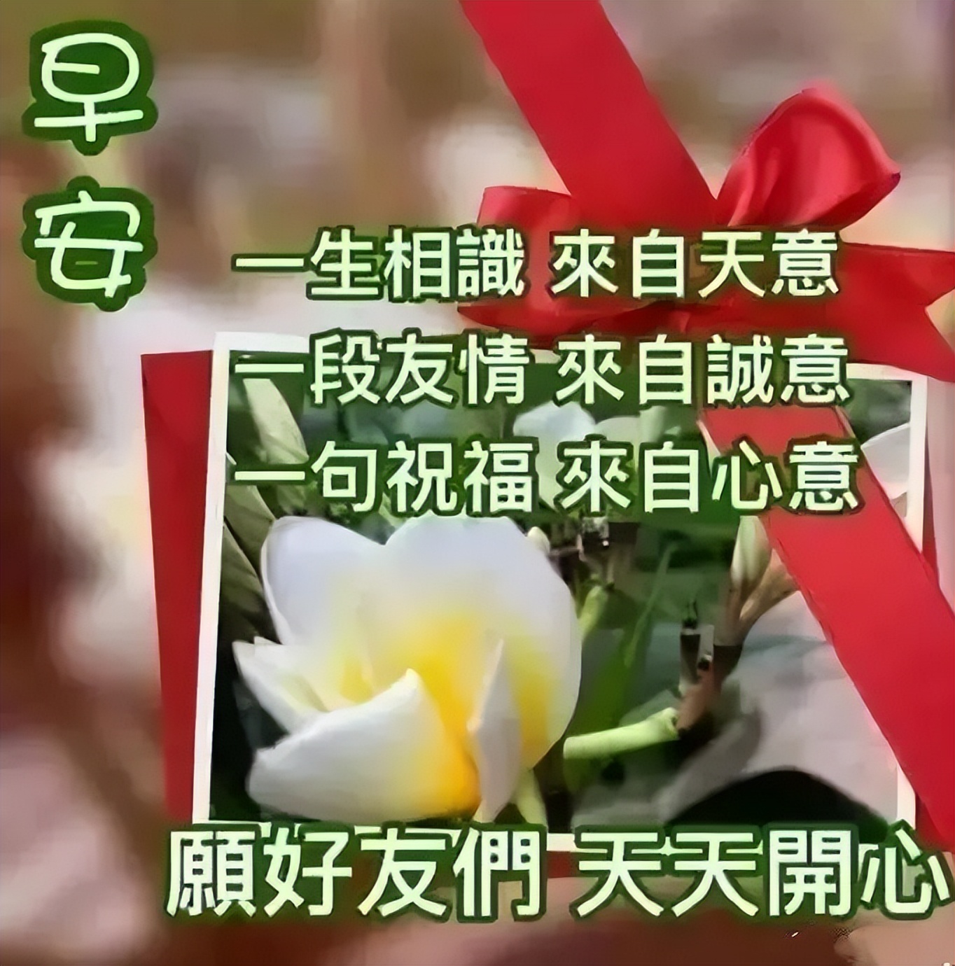 2022非常漂亮的早上好问候图片 创意好看的鲜花早上好祝福图片合集图片