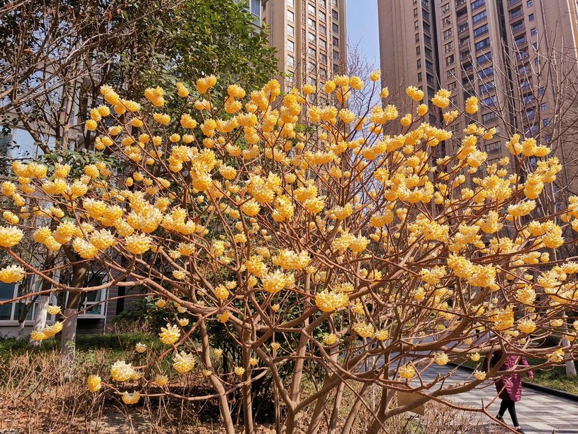 植物花卉品种大全图片（科普100个花卉图鉴）