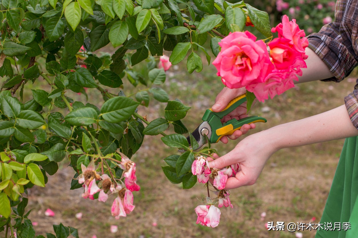 月季盲枝盲芽图解（1分钟识别月季盲芽及养殖方法技巧）