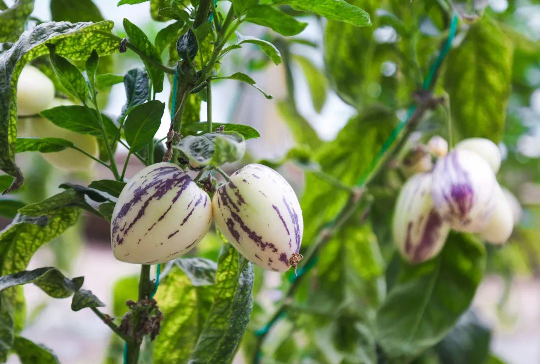 侯<a href=http://www.cngansu.cn/news/ target=_blank class=infotextkey></a>ܶӸ֧ӣ˭˵ԭ