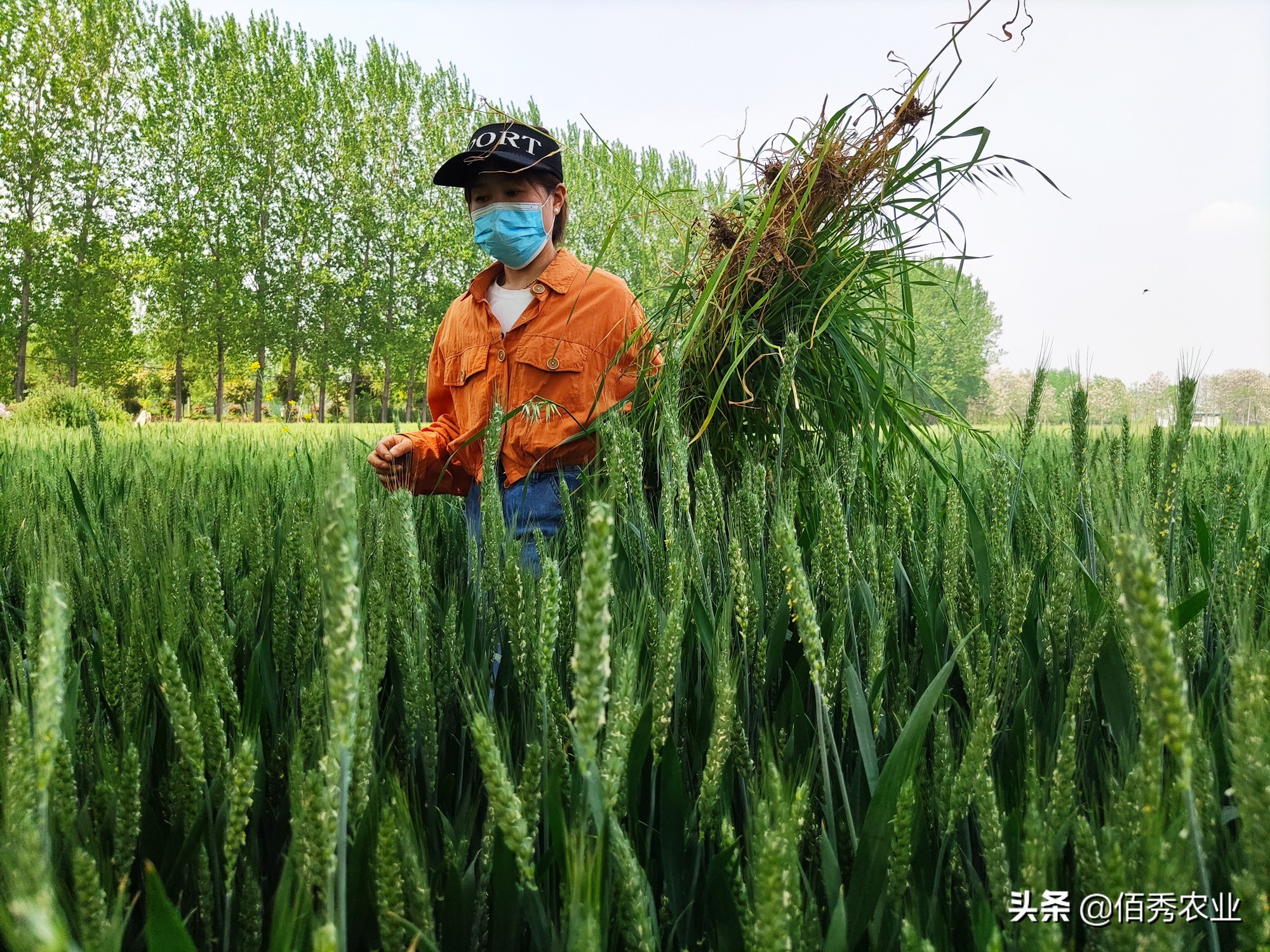 专家提出：农民不种地是好事，有利于农业现代化，你怎么看？