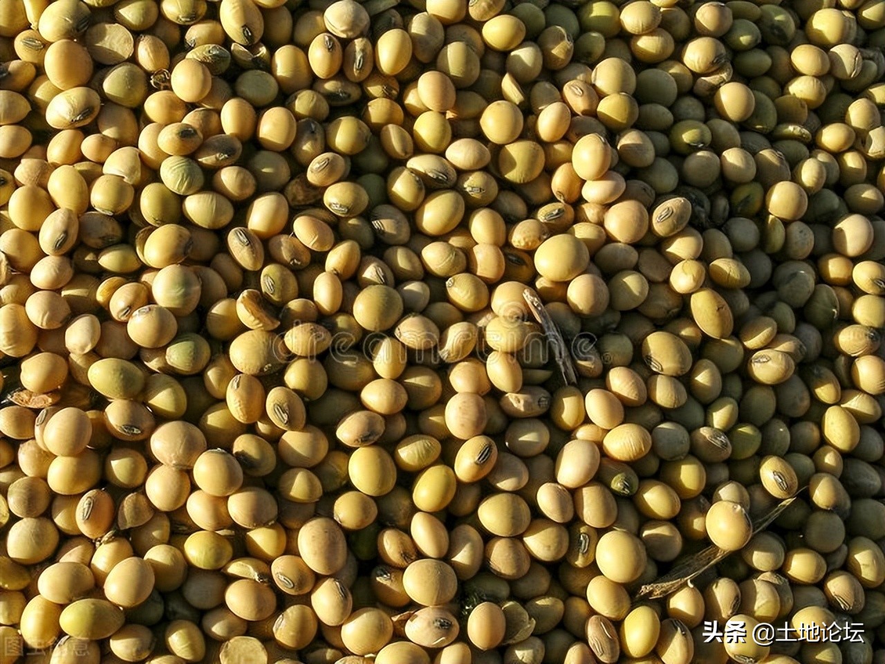 2022年大豆種植補(bǔ)貼多少錢(qián)一畝？什么時(shí)候發(fā)放？