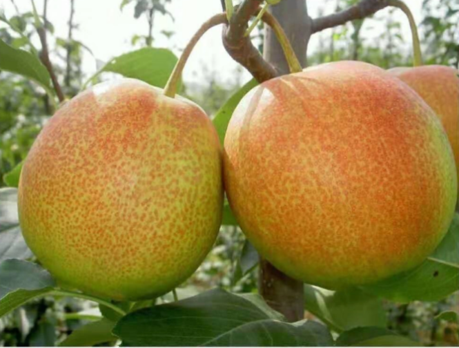 一亩田发布水果新品种报告：红肉苹果、粉红菠萝等22个新品种入选