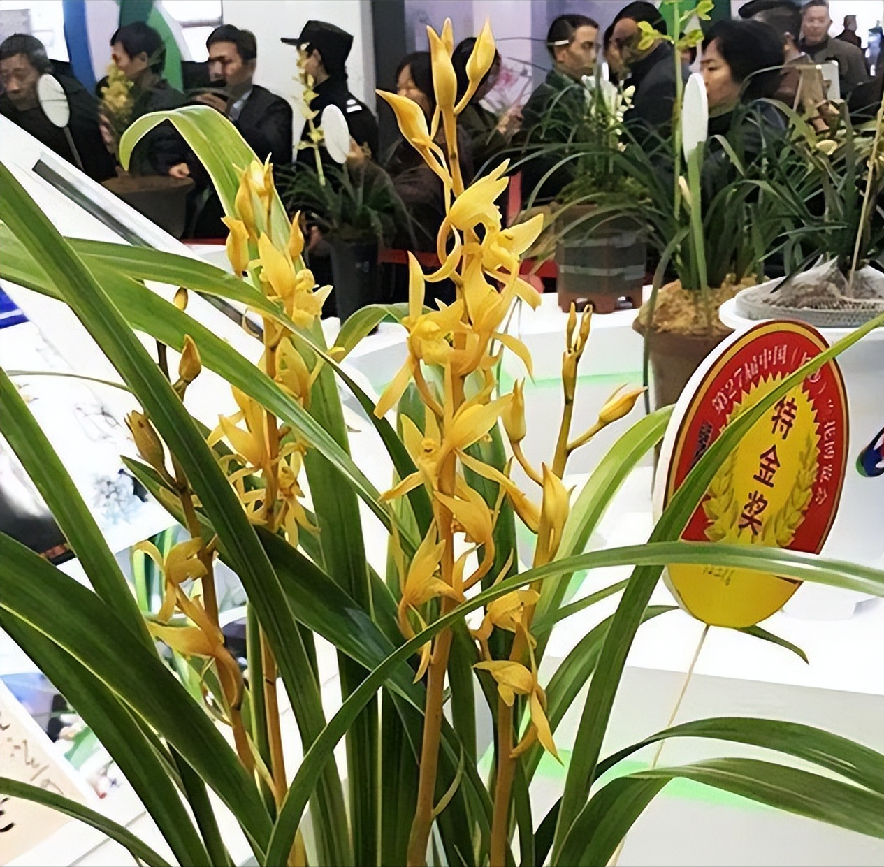 金色兰花——金公主,花色金黄,花姿高挑,花开后香气满院