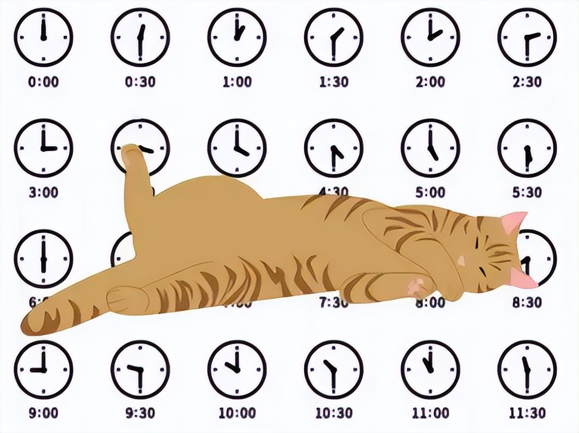 猫咪每天都在忙什么？看看猫的时间规划！网友：同款猫咪