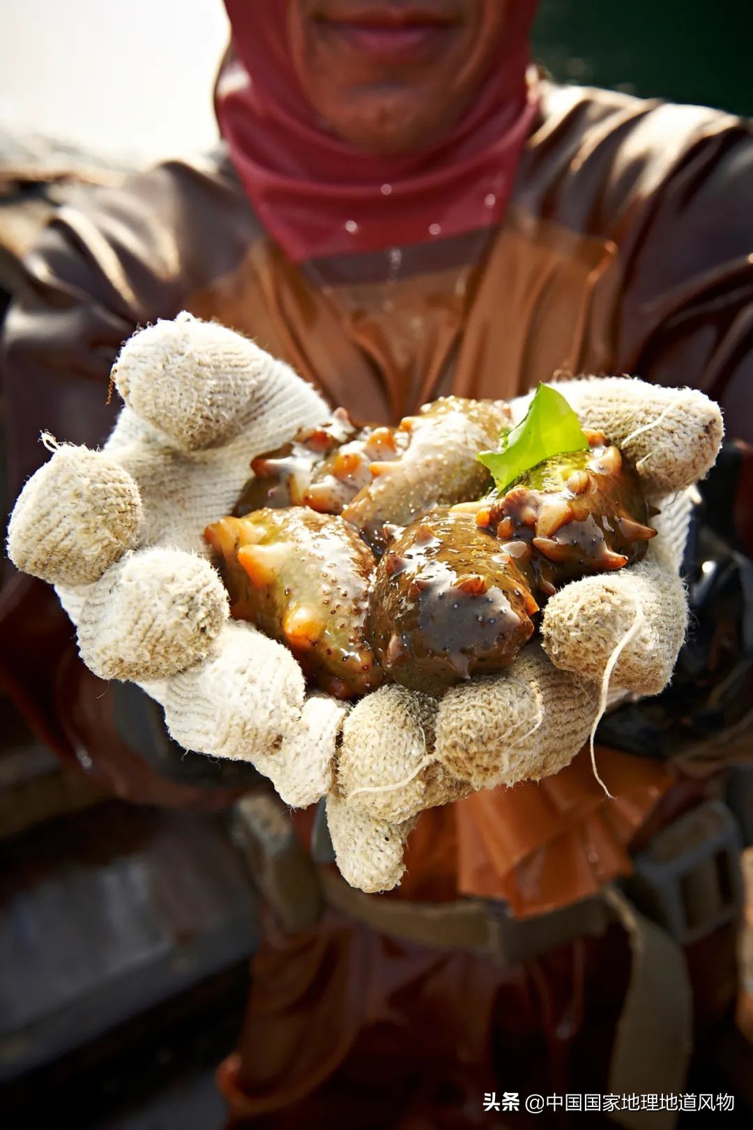 辽宁，被忽略的海鲜大省