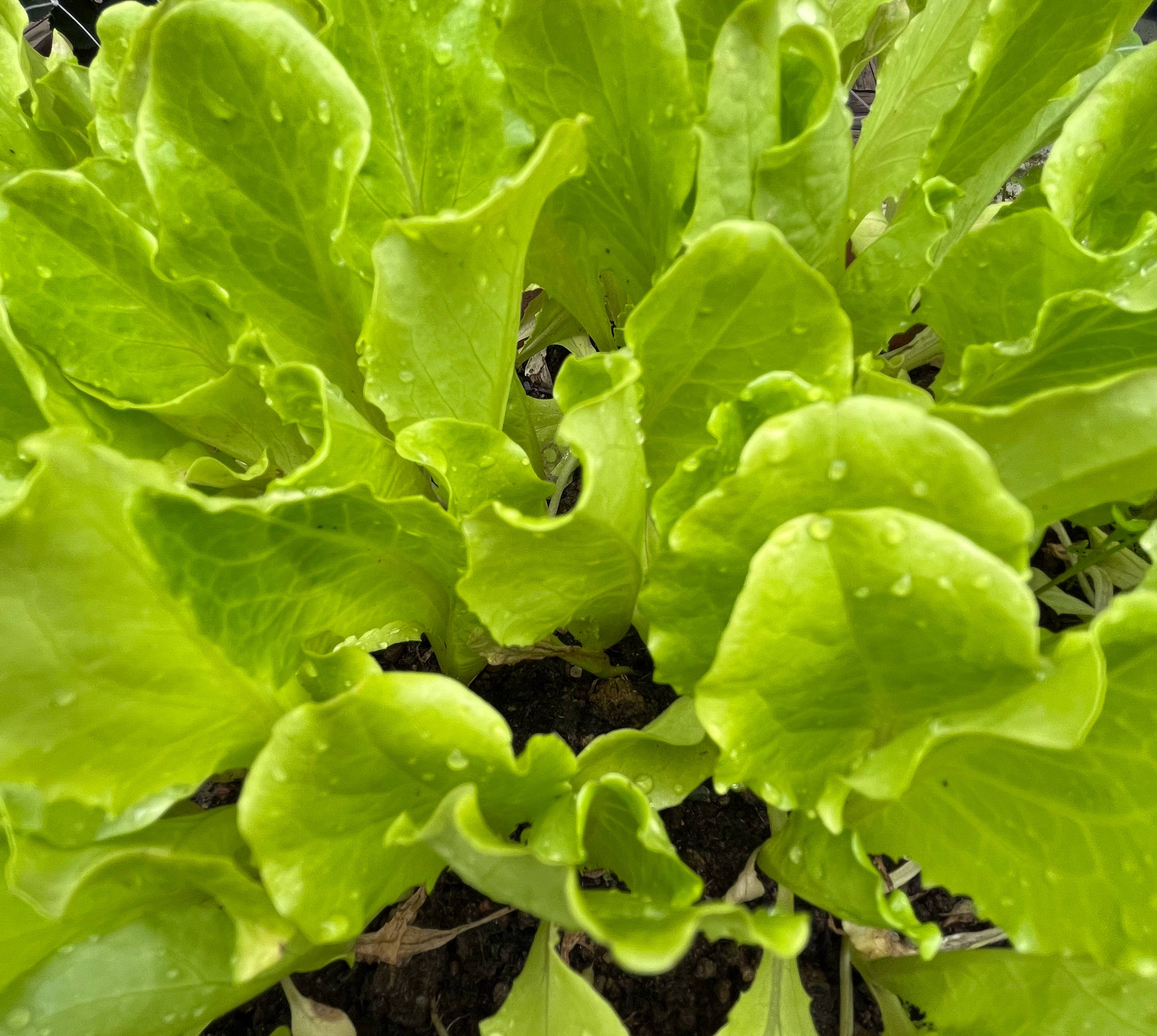 阳台盆栽蔬菜（阳台适合种4种菜简单长势快）