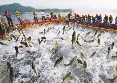 震惊！记忆中仅卖2角一斤的大黄鱼，如今卖出天价，14.5万一条？