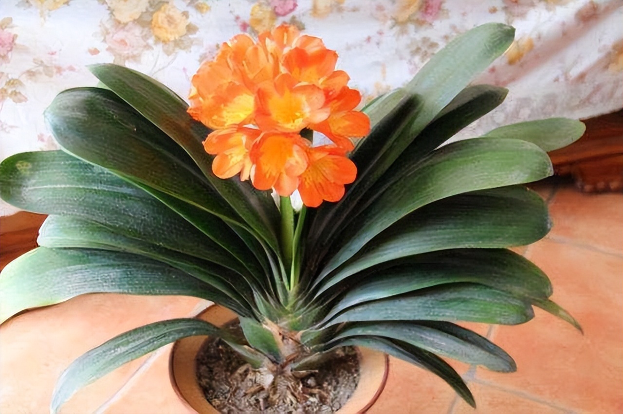 来促进花朵的孕育,只有肥力足够,君子兰才能够提前开放,让花期延长