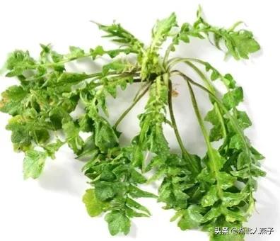 50种野菜大图片，教你认识不同的野菜和吃法，你想要的野菜这里有